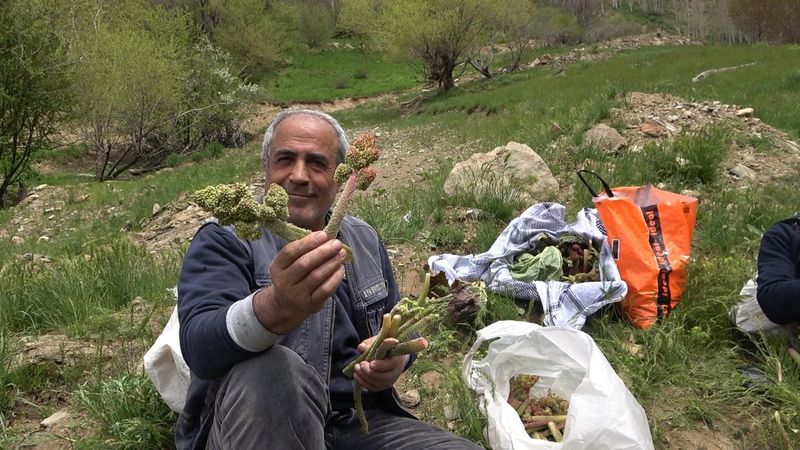 Bitlis'te ışkın toplamak için sarp dağlara tırmandılar