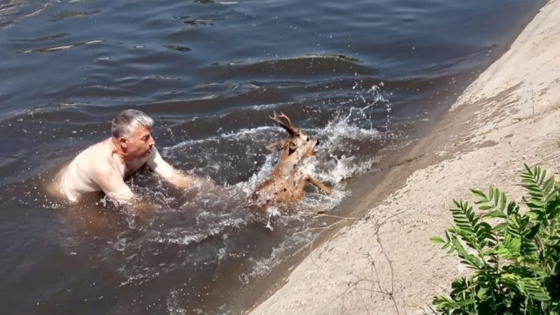 Edirne'de sulama kanalına düşen karacayı muhtar kurtardı