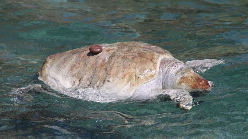 Antalya'da caretta caretta ölüsü Konyaaltı sahiline vurdu