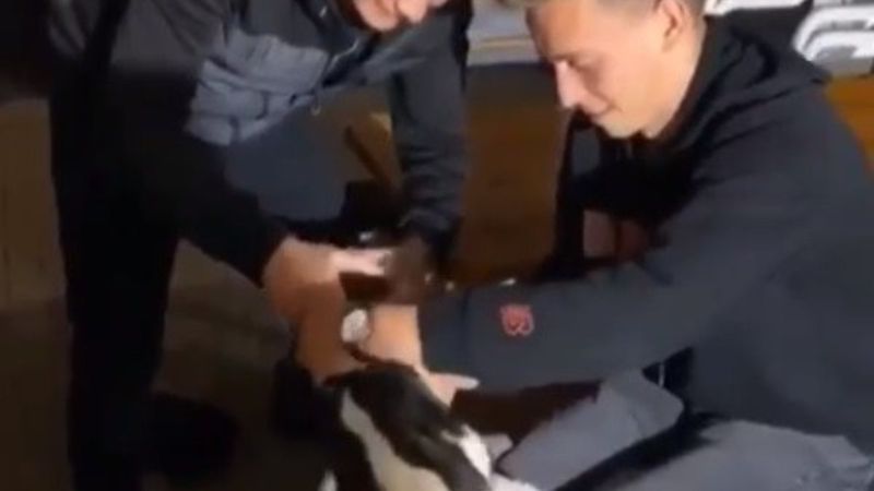 Bursa'da köpeğe alkol içirdiler