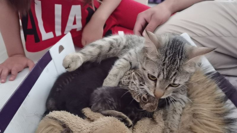 Bursa'da köpeklerin saldırdığı tavşana kedi sahip çıktı