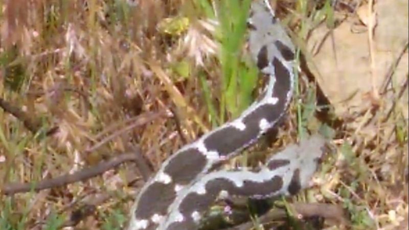 Aydın'da çiftleşen yılanlar kamerada