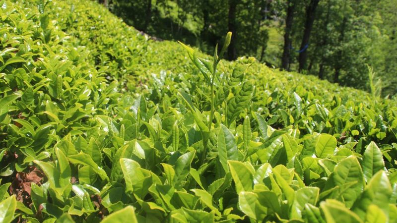 Karadeniz'e 'çay göçü' başladı: Nüfus 1 milyon arttı