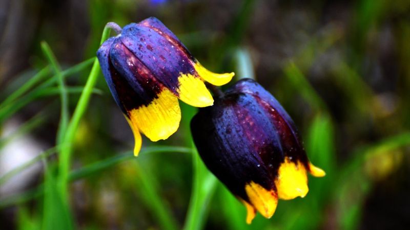 Kars'ta açan ters laleler doğaya renk kattı