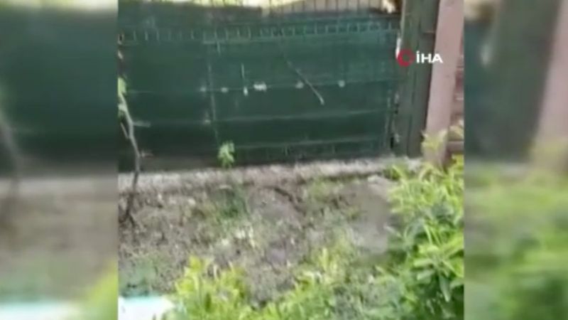 İstanbul'da yılan ile kedinin kavgası