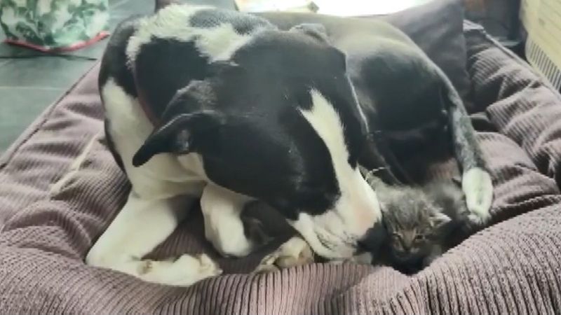 Bursa’da terkedilen kediye, köpek annelik yaptı