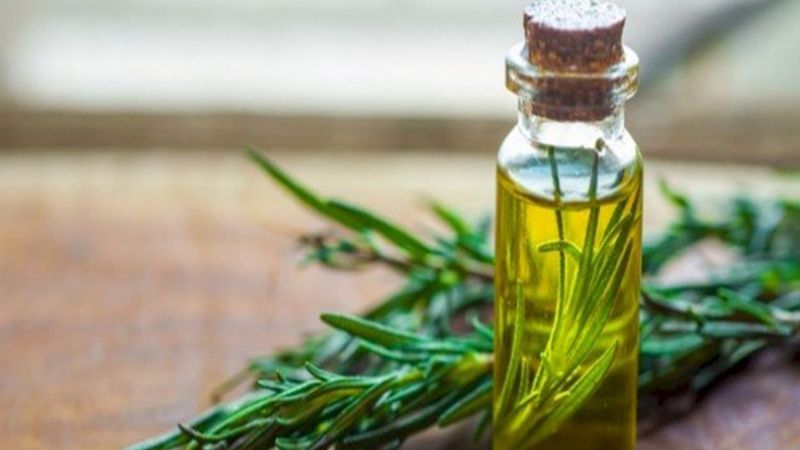 Selülitin baş düşmanı: Biberiye yağı nedir, faydaları nelerdir?