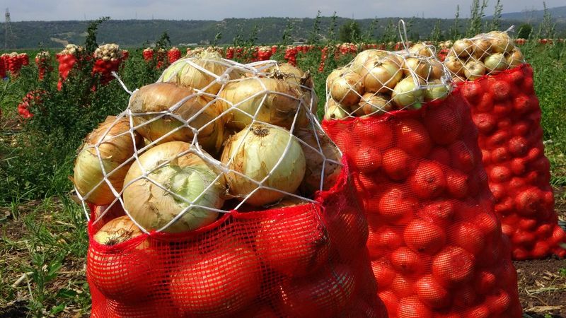 Osmaniye'de soğan, çiftçinin yüzünü güldürdü
