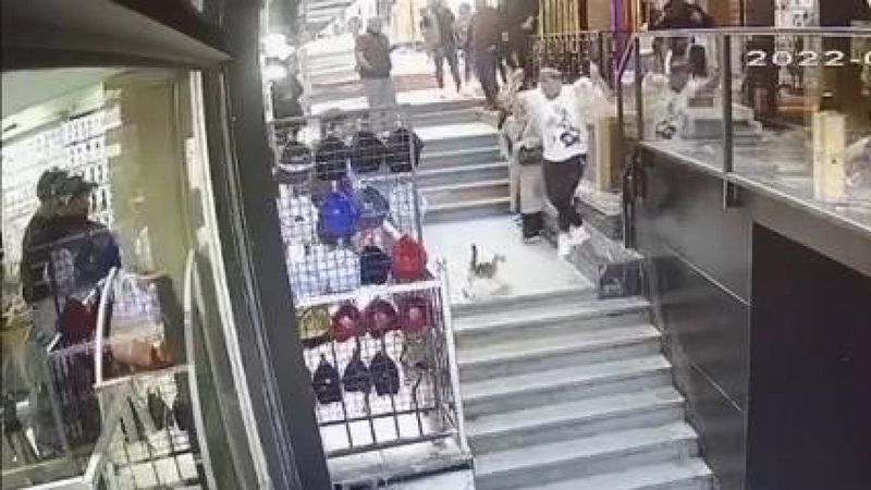 Fatih'te kedi, köpek ve sahibine saldırdı