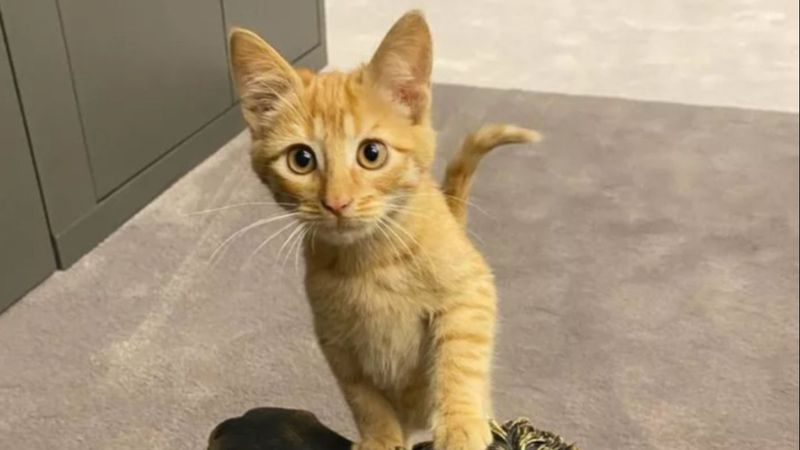 Galatasaray'da totem tutmayınca Simba kovuldu