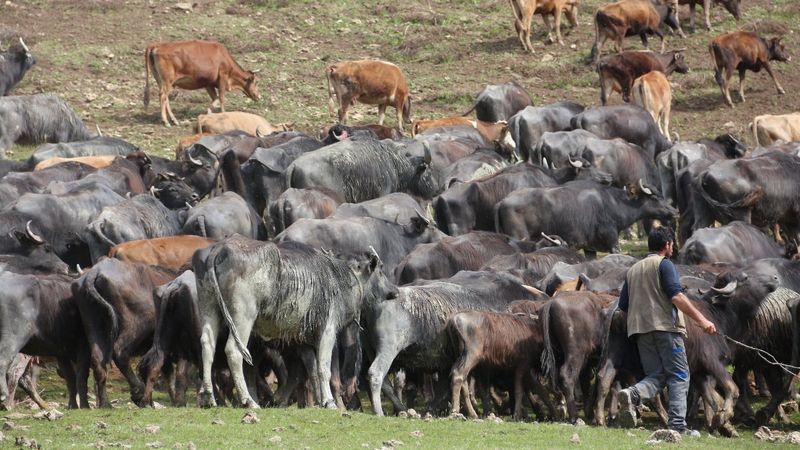 Bitlis'te manda sürüsünün seyrine doyumsuz görüntüsü