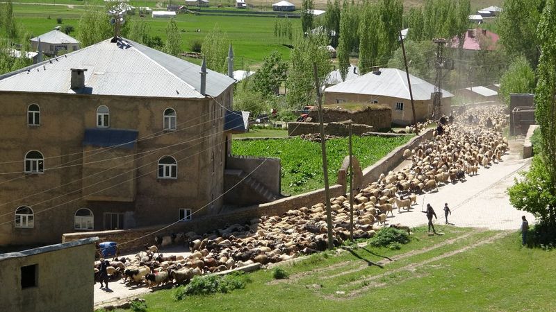 Hakkari'deki kuzuların anneleriyle buluşma anı