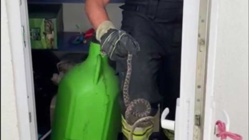 Bodrum'da evin deposundan yılan çıktı