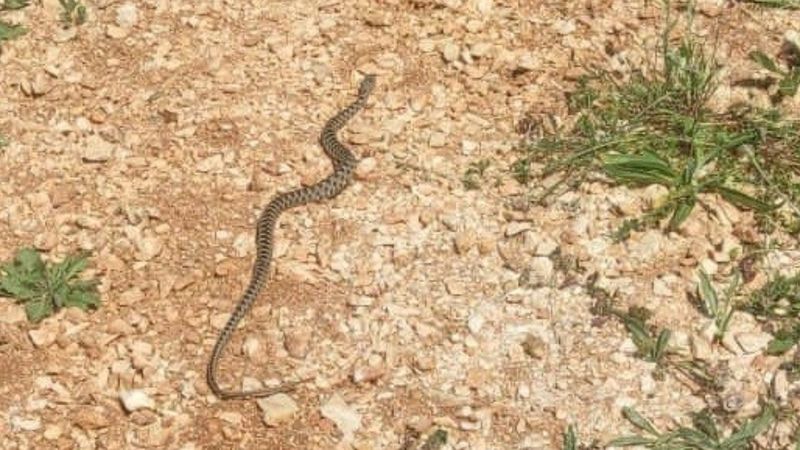 Bilecik'te çamaşır makinesinin içinden yılan çıktı