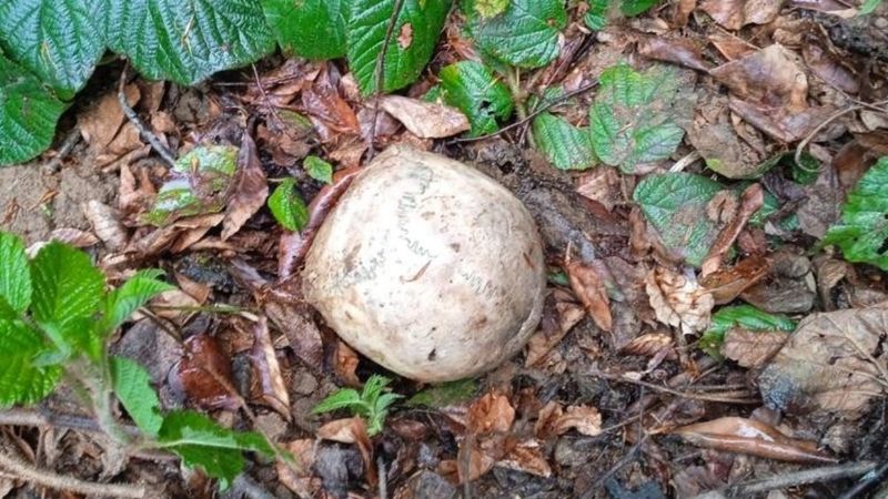 Gümüşhaneliler ormanda insana ait kafatası buldu