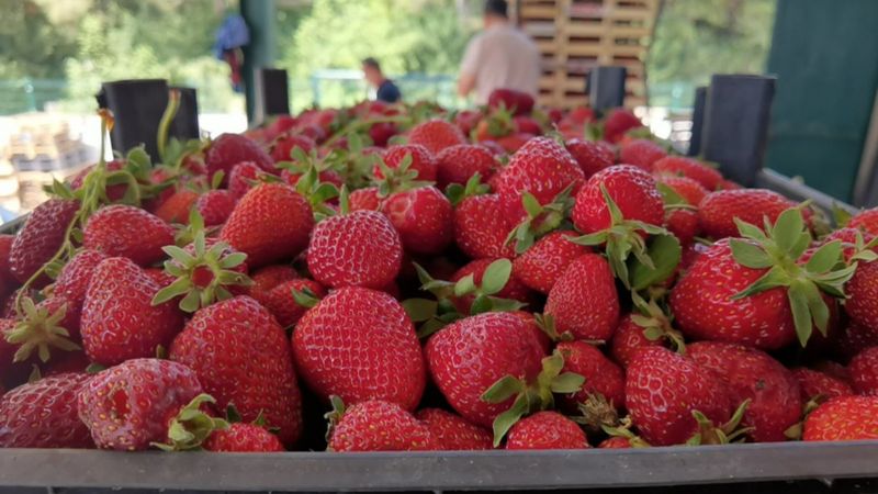 Bursa'da Kurşunlu çileğinin hasadı başladı
