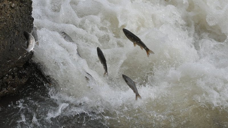 Kars'ta engelleri aşmaya çalışan balıkların ölüm göçü