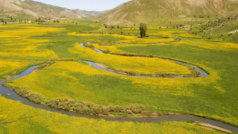 Bitlis'teki menderesler sarı düğün çiçekleriyle süslendi