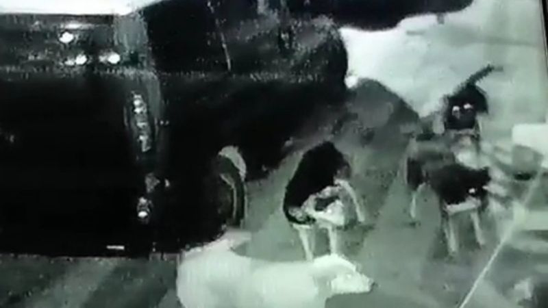 Sultangazi'de başıboş köpek dehşeti: Kedileri parçaladılar