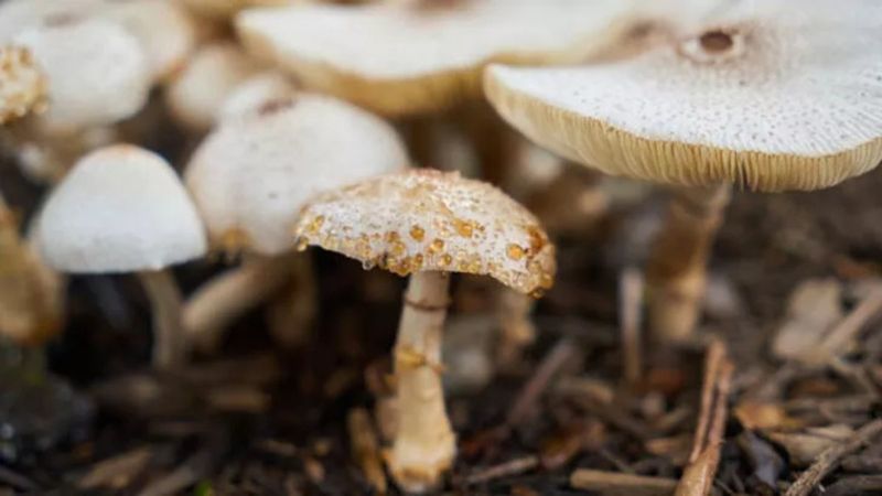 Çorum'da mantardan zehirlenen kadın hayatını kaybetti