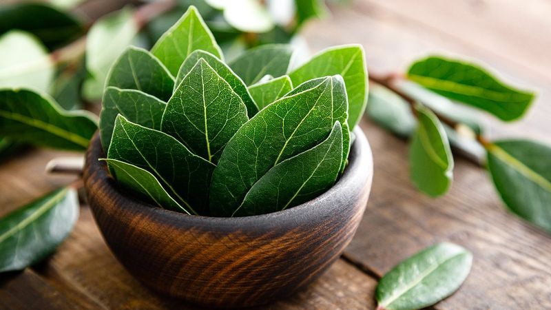 İltihap önleyici defne yaprağının sağlığa 10 faydası