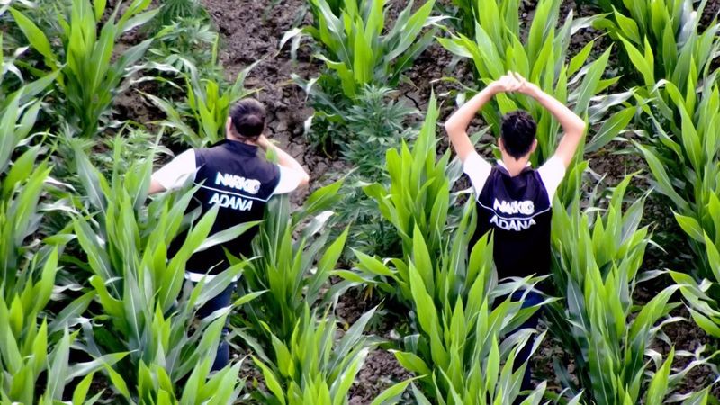 Adana'da mısır tarlasında Hint keneviri yetiştirenlere operasyon