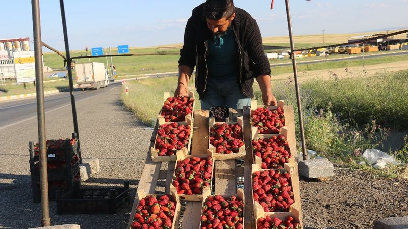 Batman'da çilekten yılda 800 bin TL kazanıyor