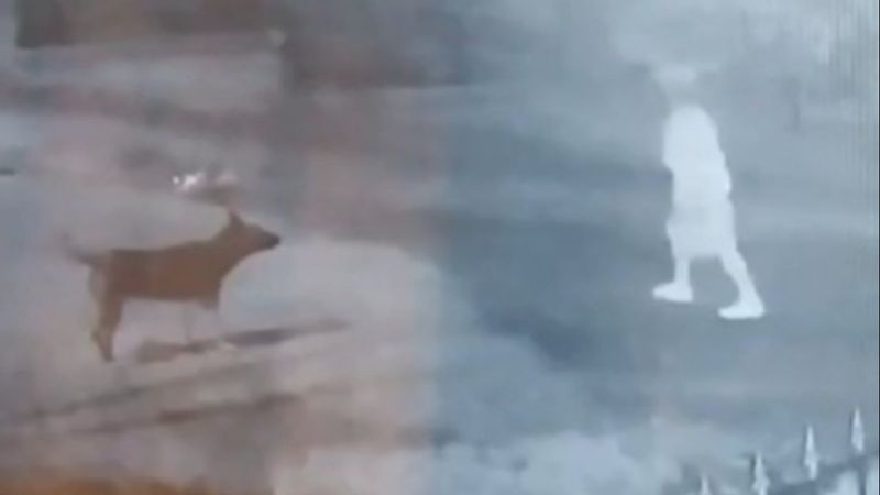 Zonguldak’ta genç kadına 15 sokak köpeğinin saldırdığı an