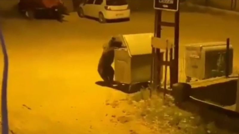 Ankara'da aç kalan ayı çöpleri karıştırdı
