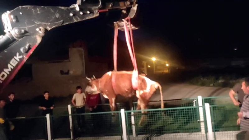 Yozgat'ta dere yatağına düşen inekler kurtarıldı