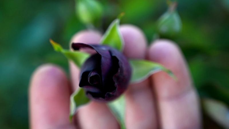 France 24, Halfeti'de yetişen karagülü yazdı