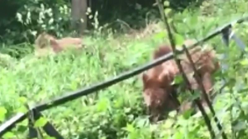 Bursa'da ayılar bu mahallenin müdavimi oldu