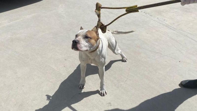 Adana'da kayıt dışı yasaklı ırk sahiplerine ceza yağdı