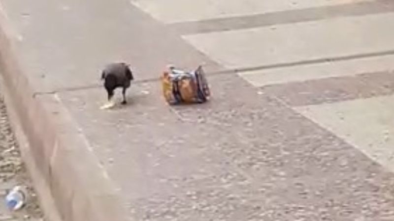 Elazığ'da cips hırsızı karga kameralara yakalandı