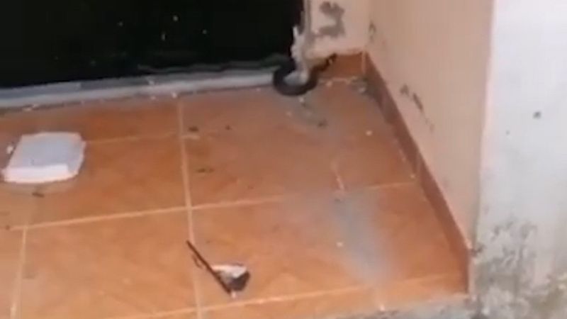 Rize'de eve girmeye çalışan yılan korkuttu