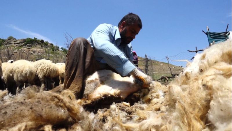 Muş'ta havalar ısındı, koyun kırkma dönemi başladı