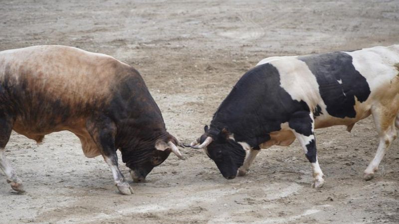 Rize'de boğalar kapıştı