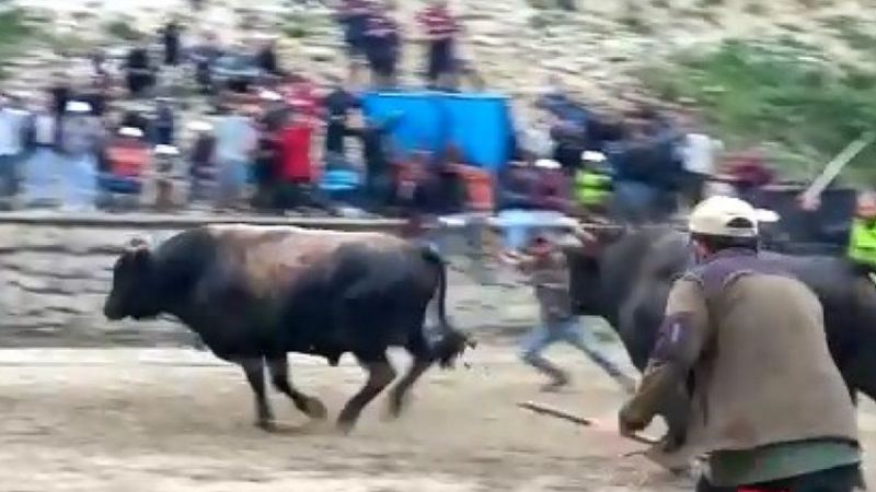 Rize'de arenadan kaçan boğalar panik yarattı