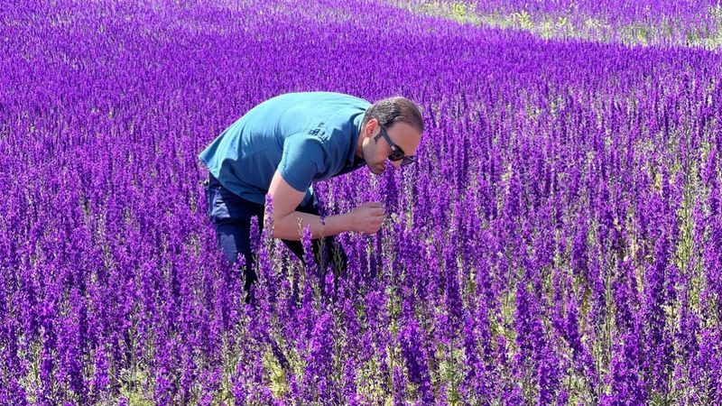 Erzurum'da mor renkli çiçekler görsel şölen oluşturuyor