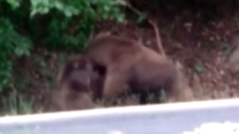 Rize'de ayılar, yol kenarında kavga etti