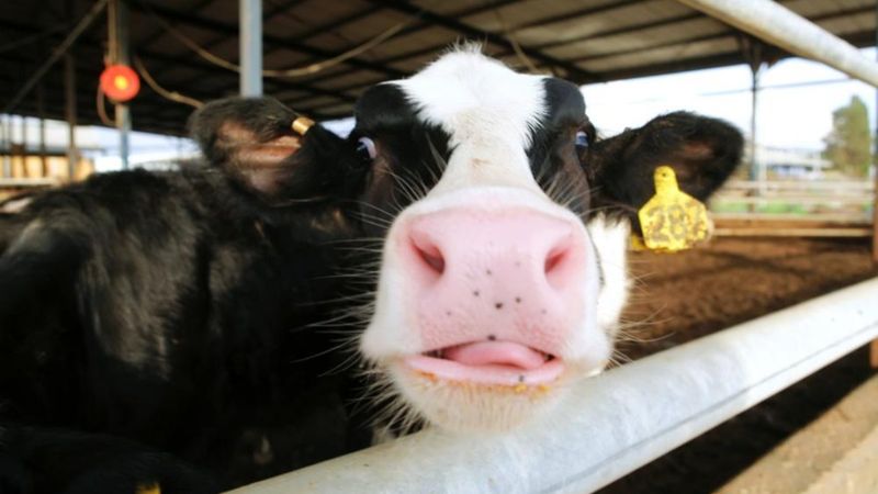 Yeni Zelanda'da inek ve koyun gazına vergi uygulanacak