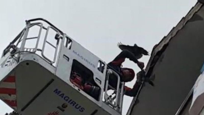 Esenyurt'taki kargayı kurtarmak isteyen itfaiye erinin zor anları