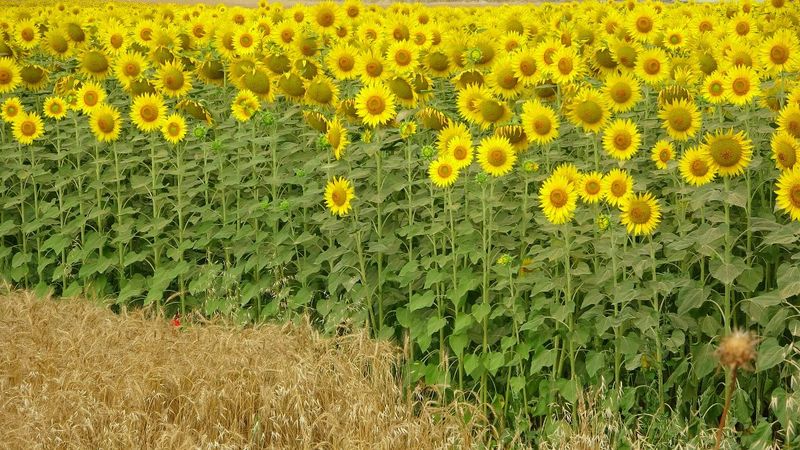 Osmaniye'nin ayçiçek tarlalarından manzaralar