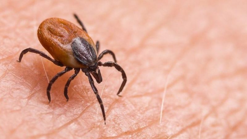 Doğu Karadeniz'de kene vakaları artıyor