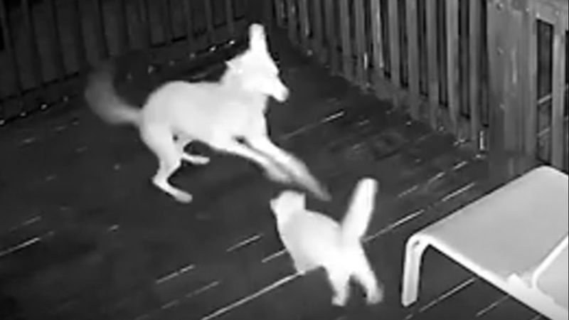 Kurtla kavga eden kedi kamerada