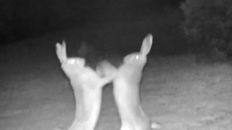 Artvin’de tavşan kavgası