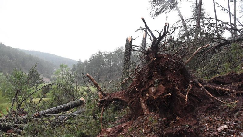 Kütahya'da fırtına: Yüzlerce çam ağacı devrildi