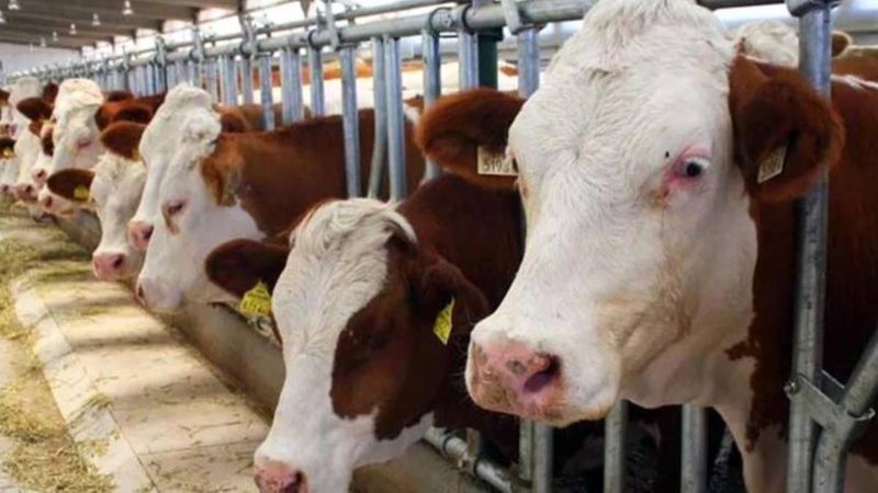 Zincir marketlerden kurban almak caiz midir 2022