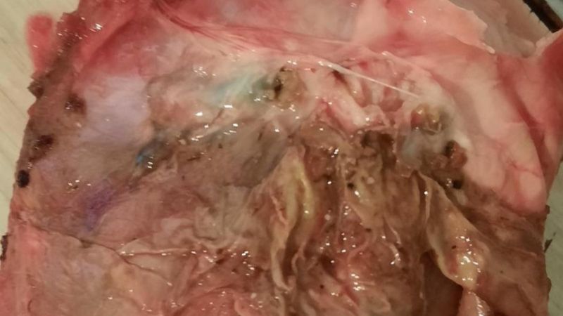 Van'da satın aldığı tavuğun içinden kurt çıktı