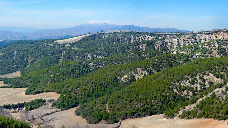 Orman Genel Müdürlüğü paylaştı: Yansa da yine  aynı kalır